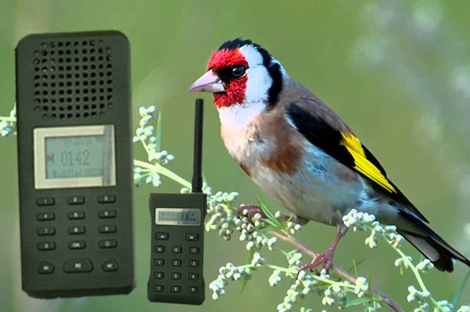 Chamariz electrónico