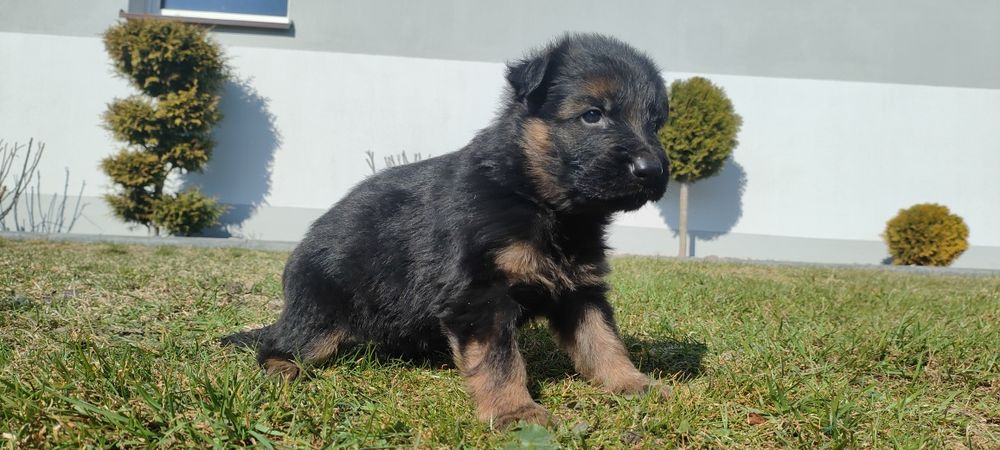 Owczarek niemiecki długowłosy! Rodzice wolni od dysplazji!