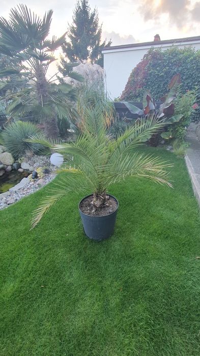 Daktylowiec Kanaryjski - Phoenix Canariensis