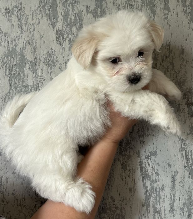 Гарний песик Мальтезе