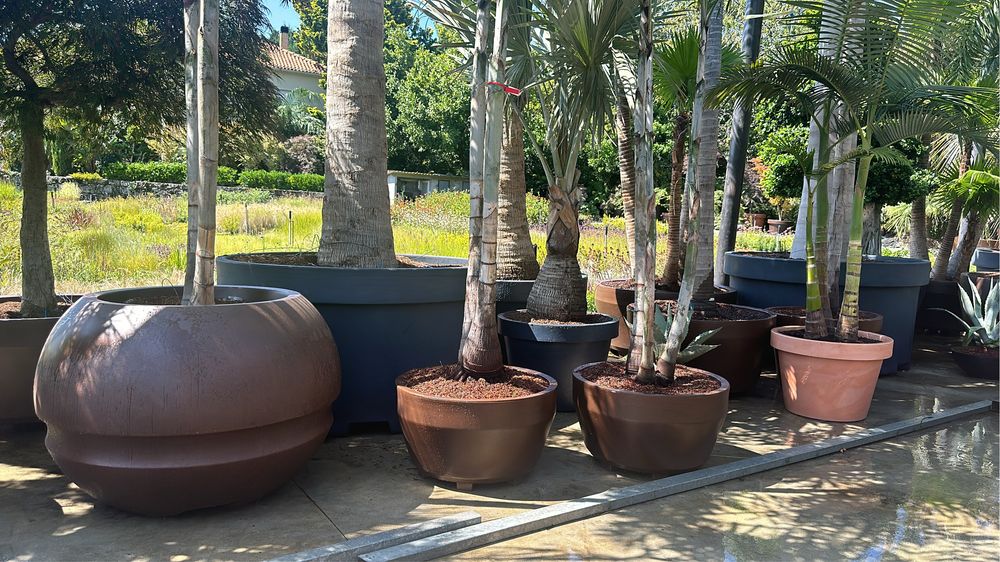 Wodyetia Bifurcata - Palmeira Rabo de Raposa 250/300/400cm