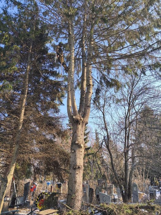 Спилить дерево частями