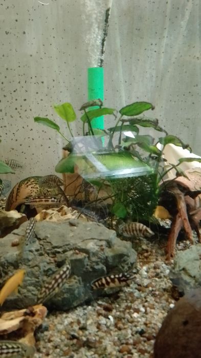 Аквариумная рыба