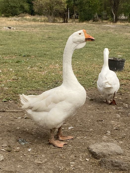 Гуси Холмогоры молодняк