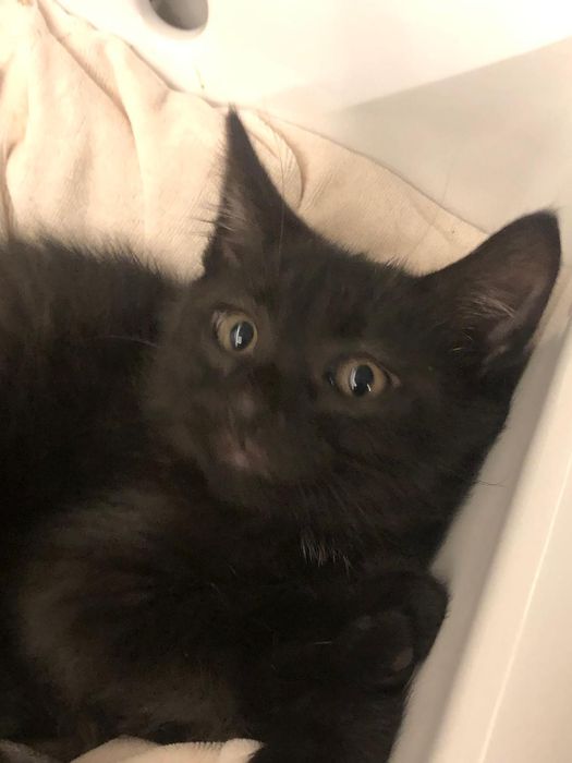 Gatinho preto 3meses muito meigo