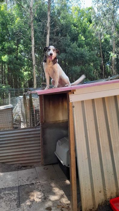 Para adoção: Escobar