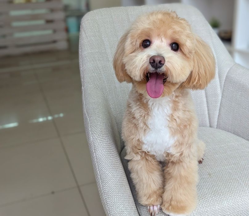 Груминг, стрижка собаки и кота, грумінг, грумер собак и котов