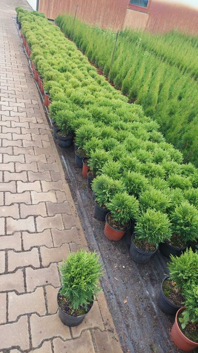 Tuja danica doniczka 2l