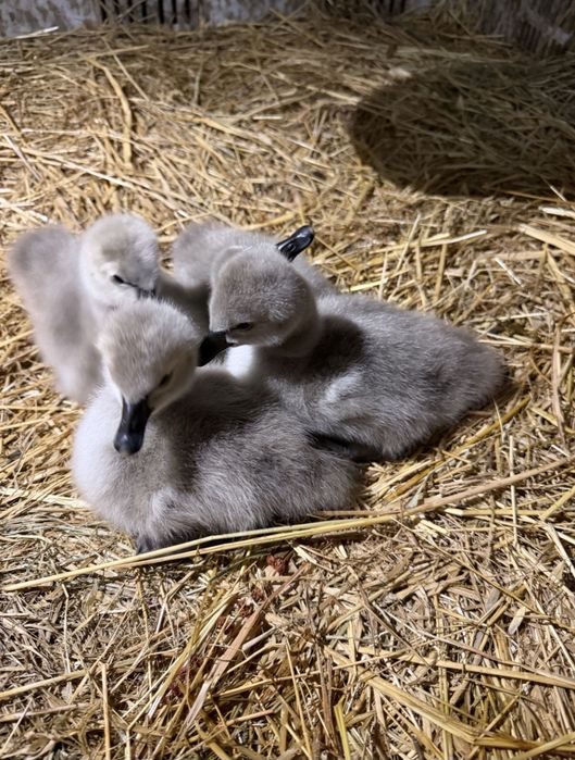 Cisnes pretos bebés