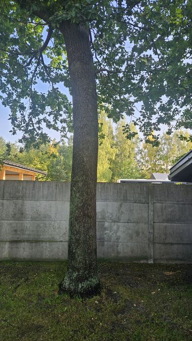 Sprzedam 3 dęby wycinka we własnym zakresie