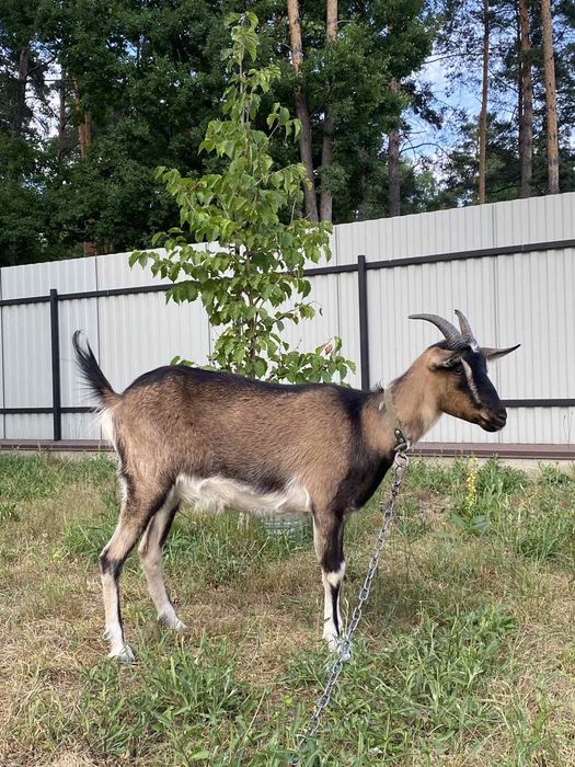 Продам альпійську козу