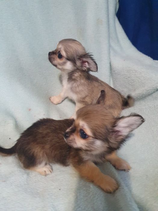 Соболя длинношерстные девочка и мальчишка