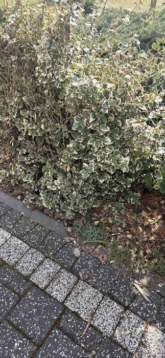 Trzmielina _sadzonki_ wysyłka