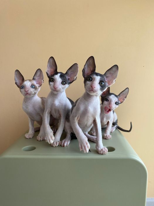 Корніш Рекси кошенята