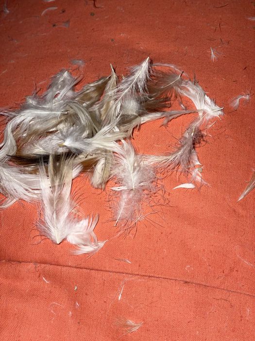 Пух-перо перина мяка. Пересилаю.