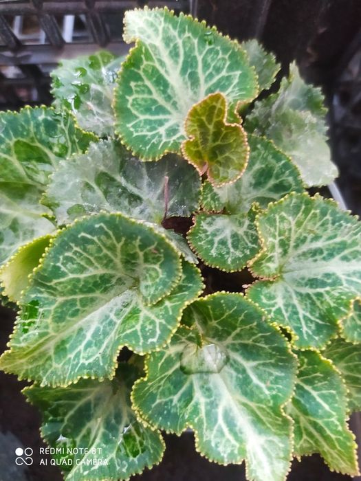 Цикламен багато сортів. Ціна за 5 кущиків