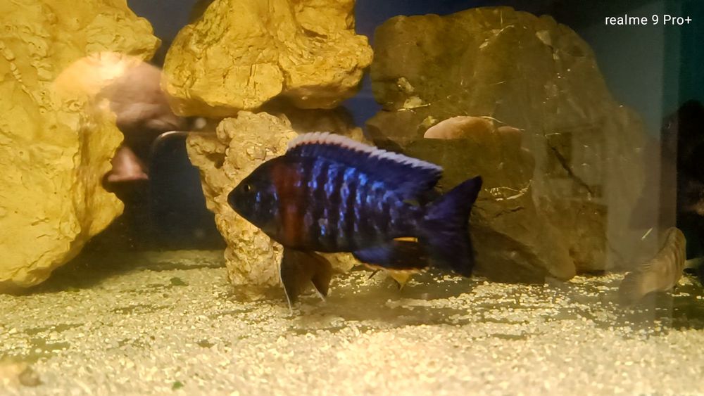 Aulonocara hansbaenschi