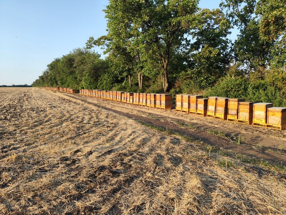 Продам профессиональную пасику