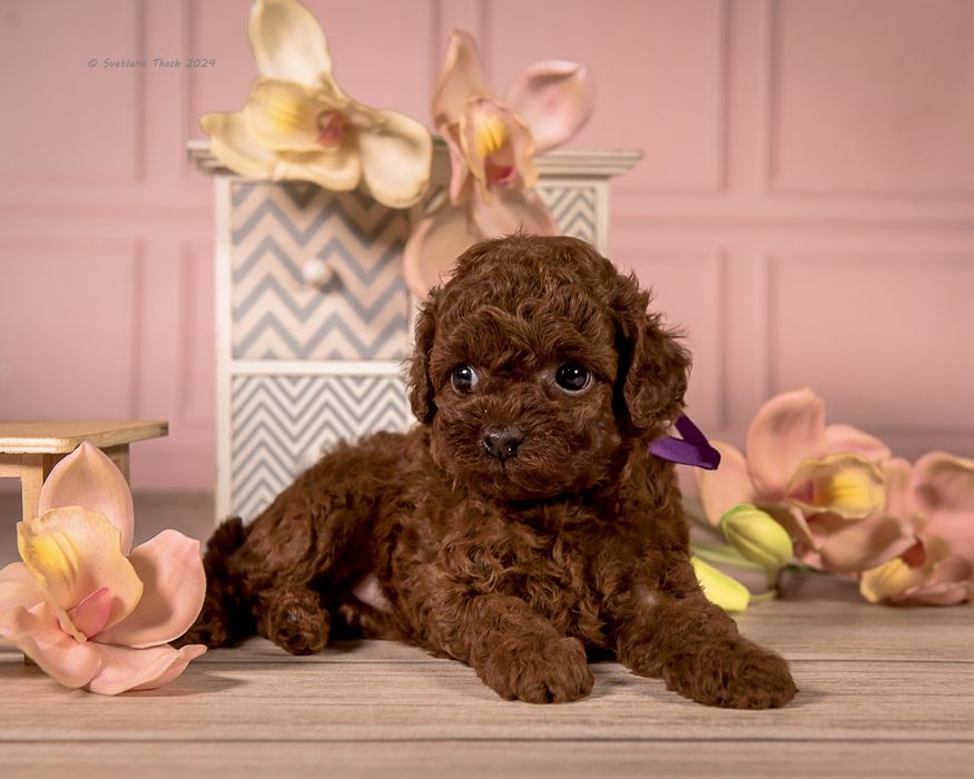 Ексклюзивна Дівчинка той пуделя КСУ