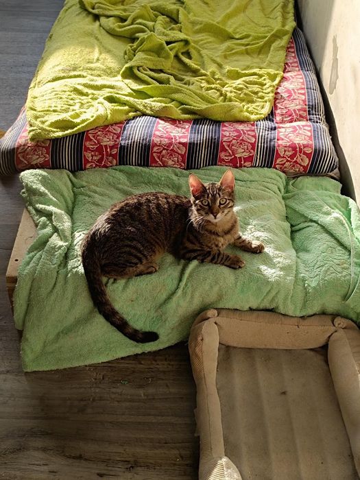 Котик с кисточками на ушках из приюта