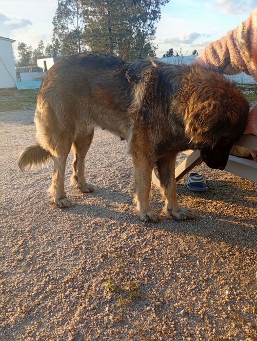 Cão serra da estrela fêmea