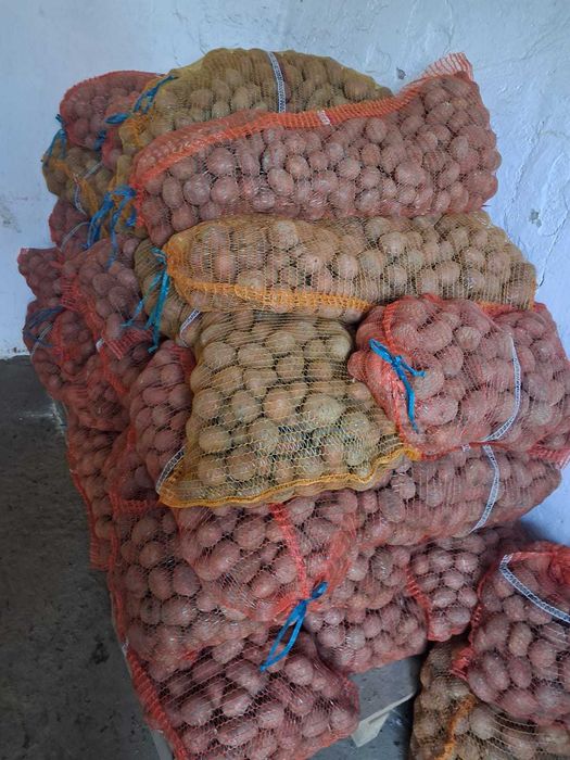 ziemniaki sadzeniak Bellarosa