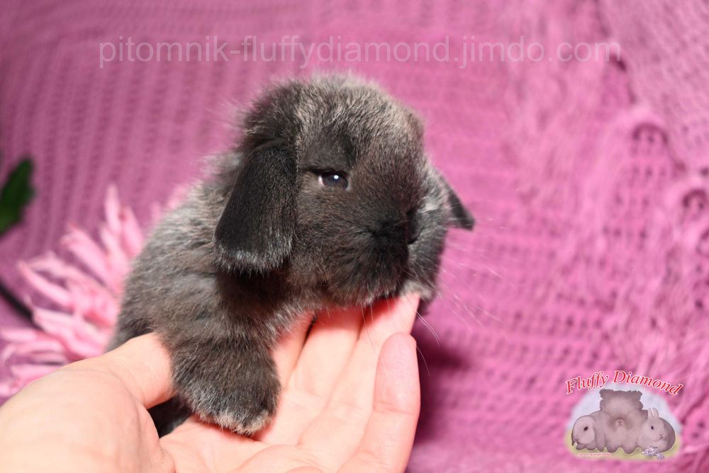 Висловухі кролики забарвлення коричневий мардер. Рідкісний. Розкішний.