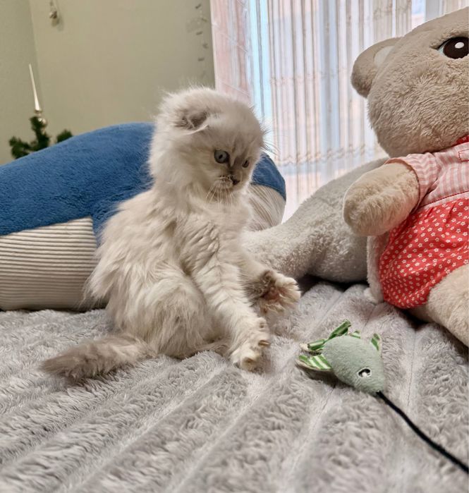 Шотландське висловухе кошеня