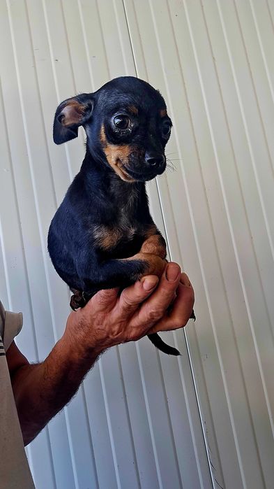 Pinscher Miniatura macho Preto Afogueado