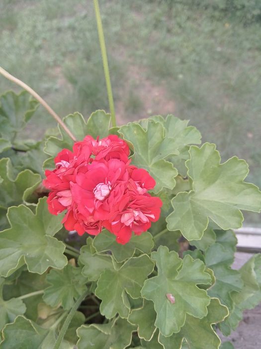 Pelargonia, różyczki