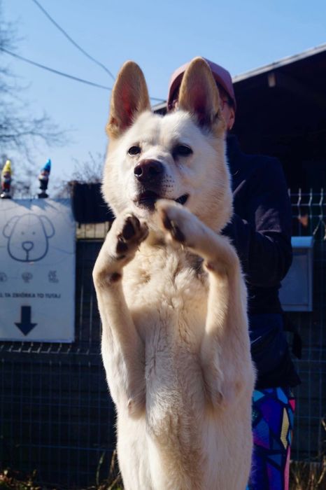 Biały mix husky szuka domu