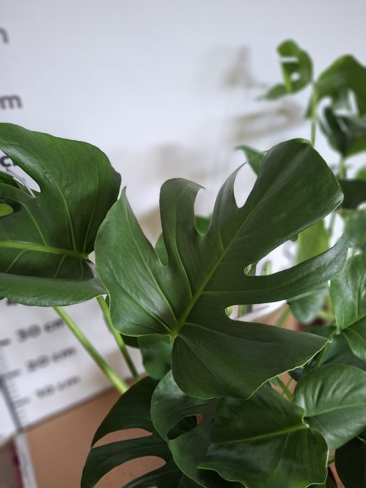 Monstera deliciosa DUŻA, WYSYŁKA