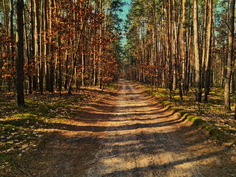 Ostoja przy Lesie | Domek z Sauną i Balią!