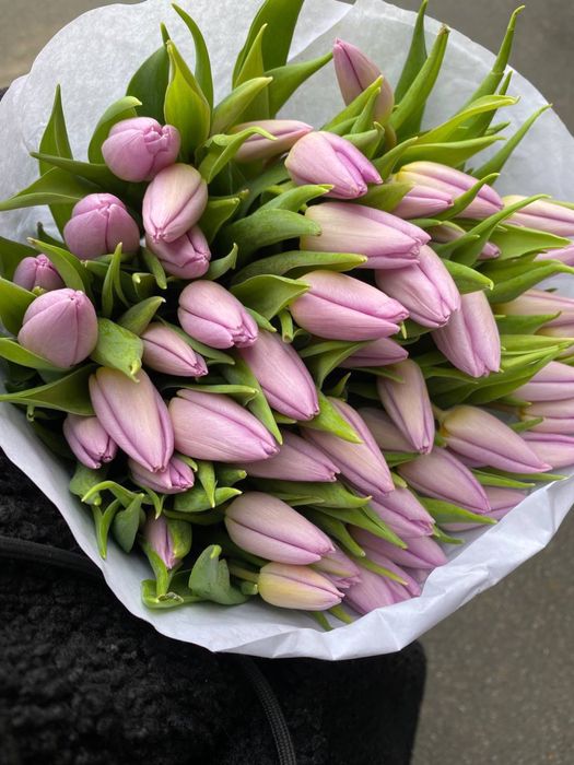 Тюльпан Голландський ОПТ можлива доставка !