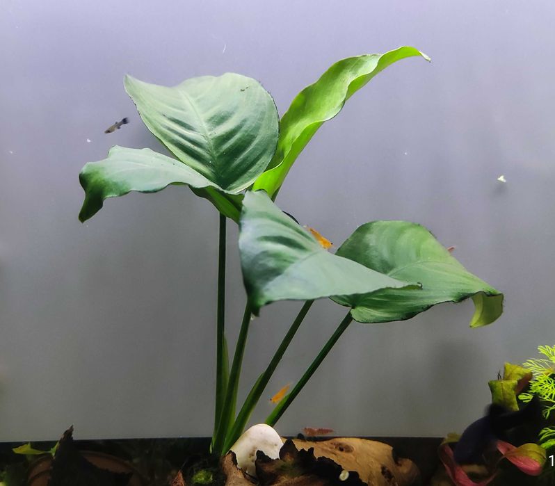 Planta Aquário - Anubias barteri
