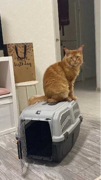 Переноска бокс клетка для собак кошек размеры от №1,2,3,4,5,6,7 АВИА