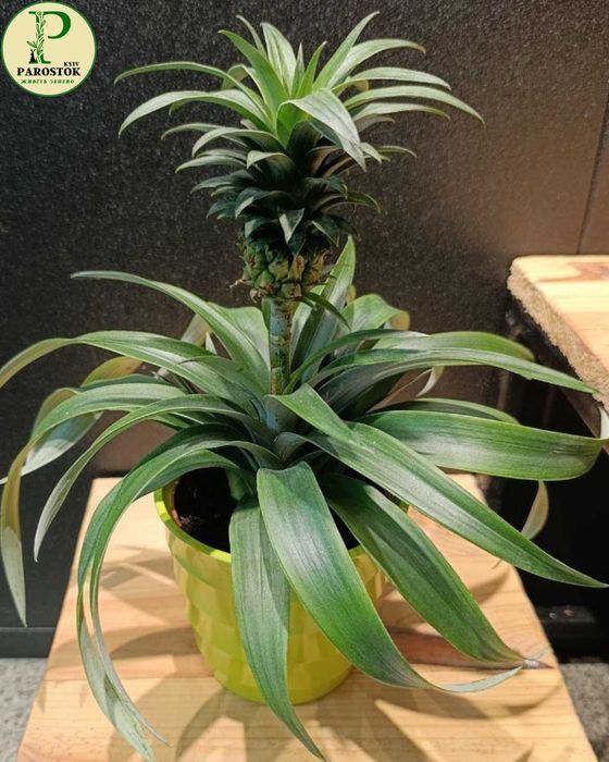 Ананас Карликовий Кімнатний (Ananas Nanus)