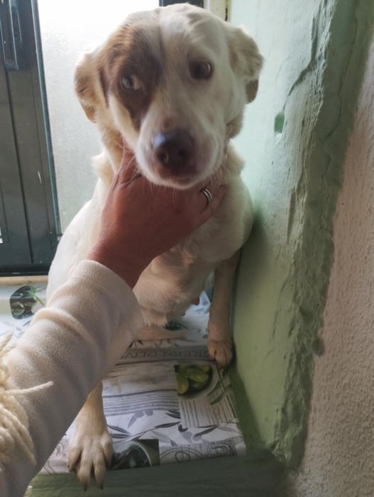 Belinha para adoção muito responsável