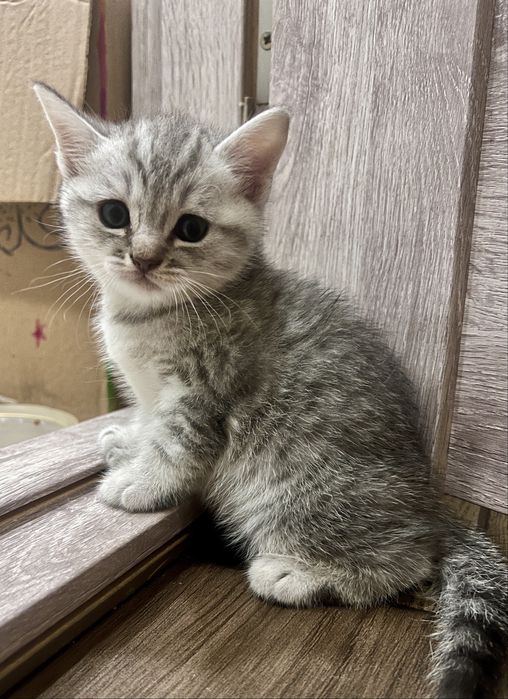 Шотландські кошенята