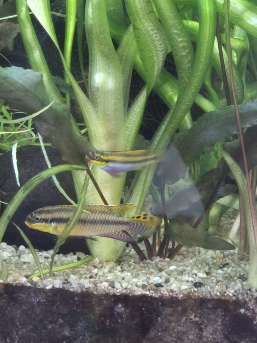 Barwniaki szmaragdowy i czerwonobrzuchy pary