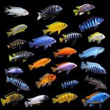 Vendo vários ciclideos africanos Malawi Tanganica e vitória