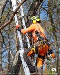 Jardinagem  Podas Abates  Manutenção