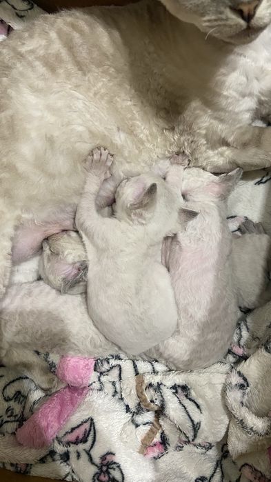 Девончик мечты у нас