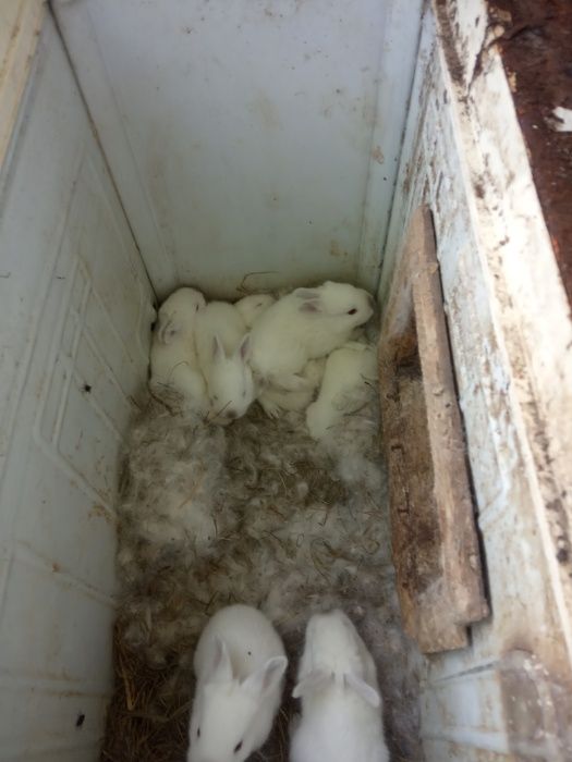 кролики   панони