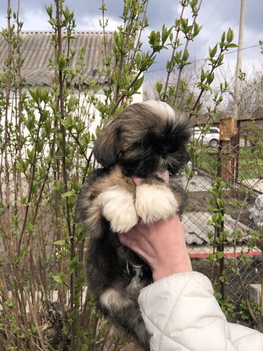 Девочки и мальчики ши тцу