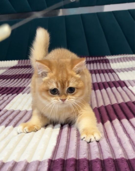 Золота шиншила хлопчик