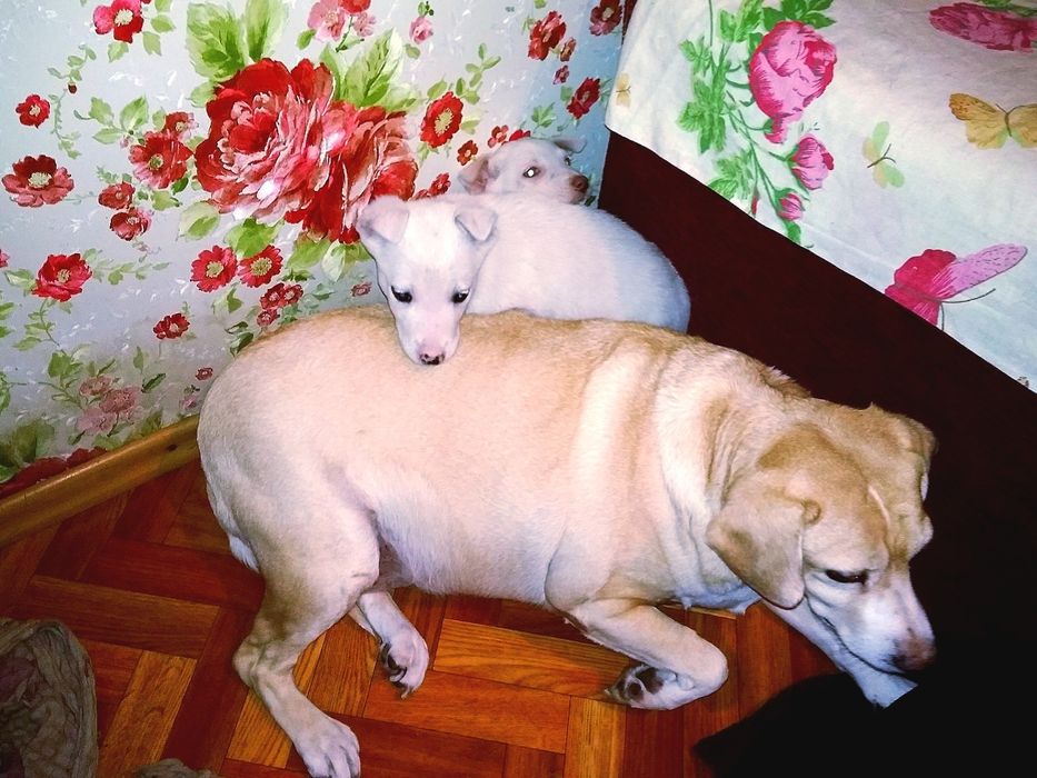 Білосніжні цуцики в подарунок