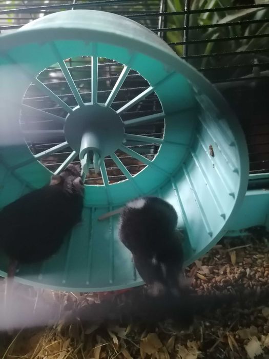 Мышки декоративные мыши разноцветные