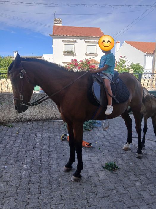 Vendo cavalo capado