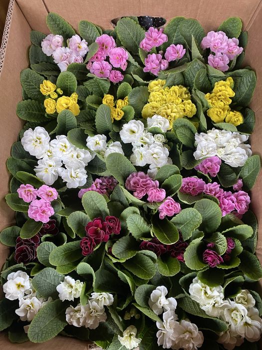 Продам оптом квіти: цикламен,крокус,примула,геоцинт,цинерарія,лютик